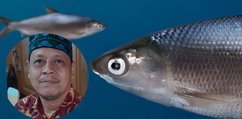 Ikan Bandeng: Komoditas Unggulan Budidaya dengan Potensi Ekonomi dan Gizi Tinggi