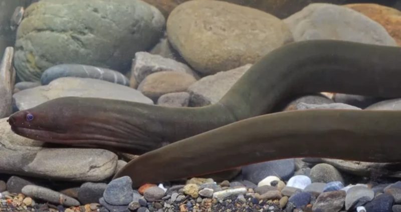 Misteri Terpecahkan: Belut, Ikan atau Ular? Penelitian Mengejutkan Mengungkap Kebenarannya!